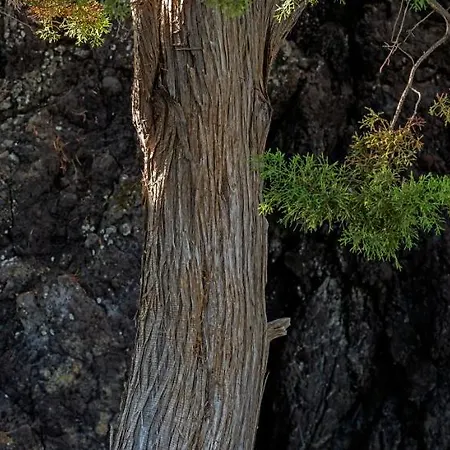 Sabinas Playa - El Guincho, *